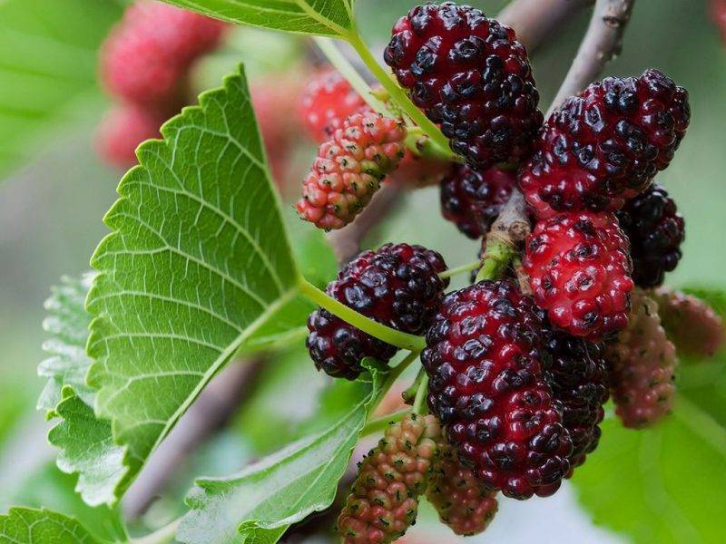 Шелковица купить саженцы из питомнике в Новороссийске