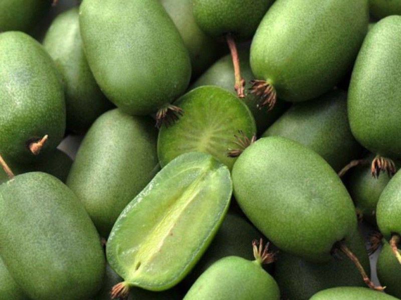 Актинидия купить саженцы из питомнике в Новороссийске