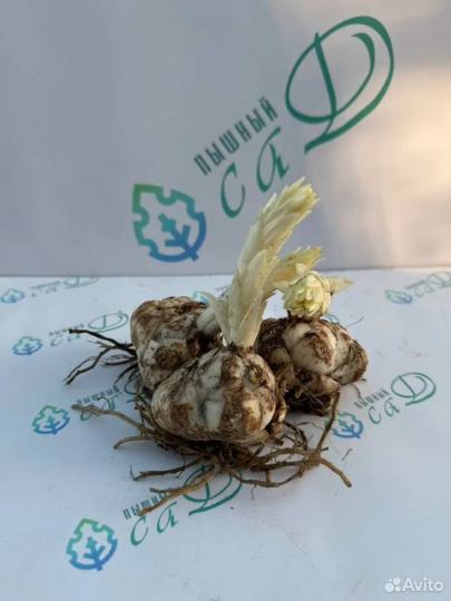 Лилия "МАДЛЕН" 3 штуки (размер 18/20)