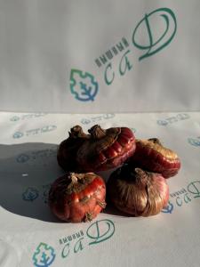 Гладиолус Амбер (5 шт. луковиц в упаковке)